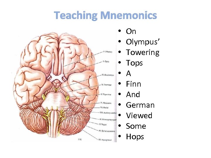 Teaching Mnemonics • • • On Olympus’ Towering Tops A Finn And German Viewed