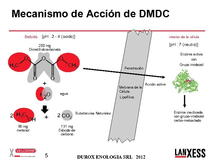 Mecanismo de Acción de DMDC Bebida [p. H : 2 - 4 (acido)] interior