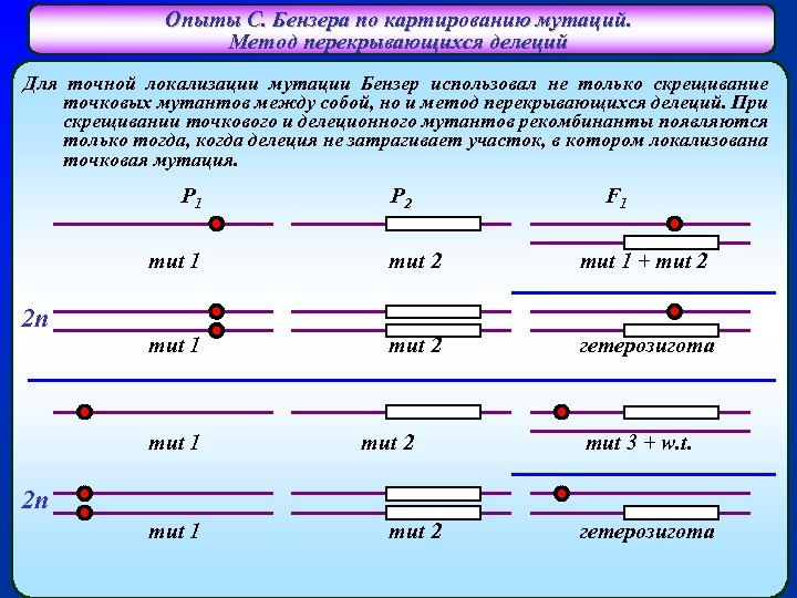 Опыты С. Бензера по картированию мутаций. Метод перекрывающихся делеций Для точной локализации мутации Бензер