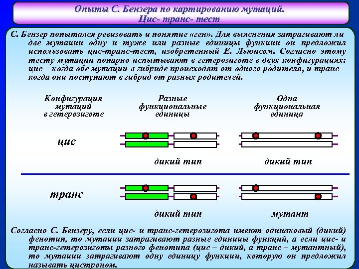 Опыты С. Бензера по картированию мутаций. Цис- транс- тест С. Бензер попытался ревизовать и