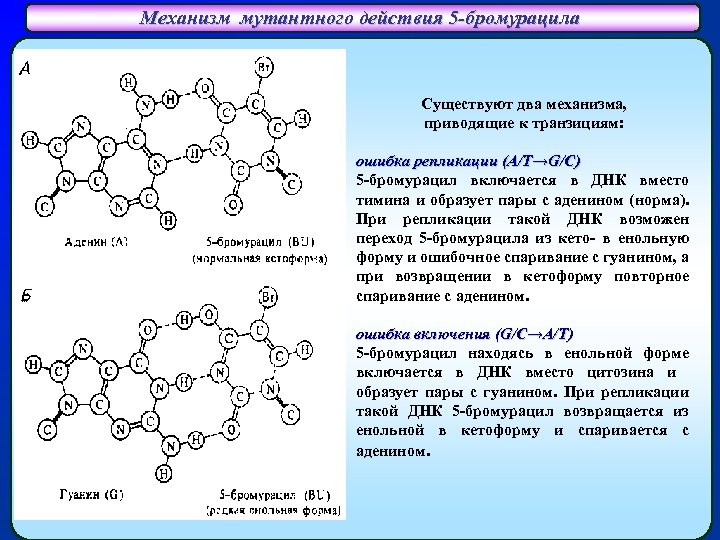Механизм мутантного действия 5 -бромурацила Спаривание аденина (А) с 5 -бромурацилом (Br. U) Существуют