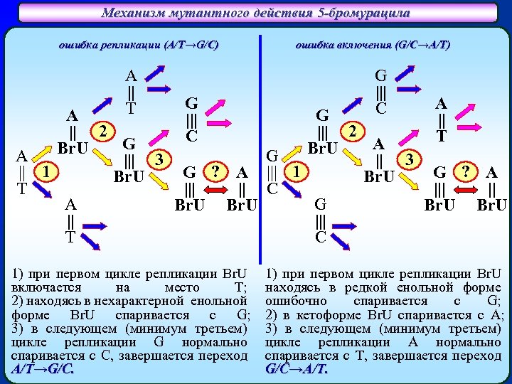 Механизм мутантного действия 5 -бромурацила ошибка репликации (A/T→G/C) A || T G ||| C