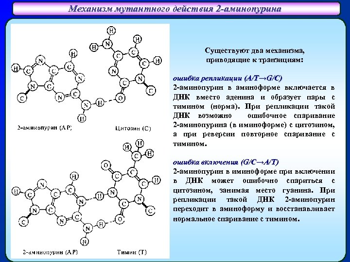 Механизм мутантного действия 2 -аминопурина Спаривание 2 -аминопурина (АP) с цитозином (C) Существуют два