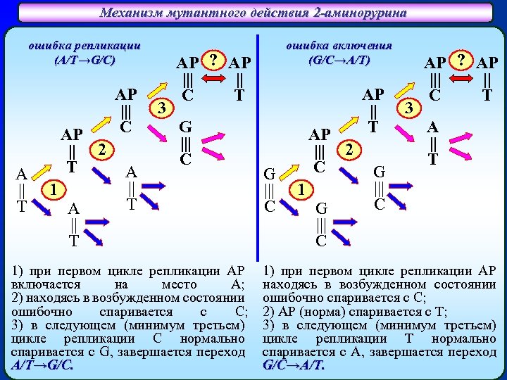 Механизм мутантного действия 2 -аминорурина ошибка репликации (A/T→G/C) A || T AP || 2