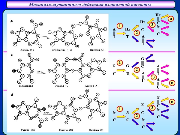 Механизм мутантного действия азотистой кислоты Спаривание гипоксантина (Hx) с цитозином (C) A (аденин) A