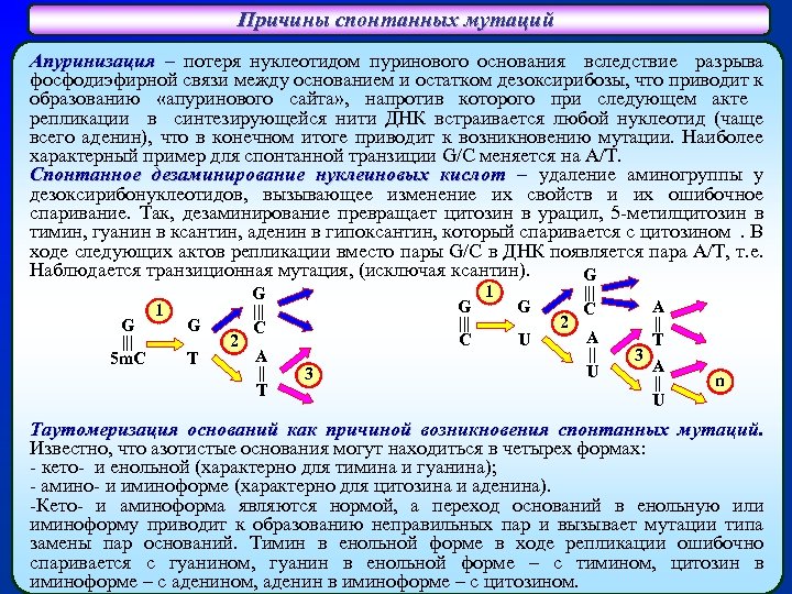 Причины спонтанных мутаций Апуринизация – потеря нуклеотидом пуринового основания вследствие разрыва фосфодиэфирной связи между