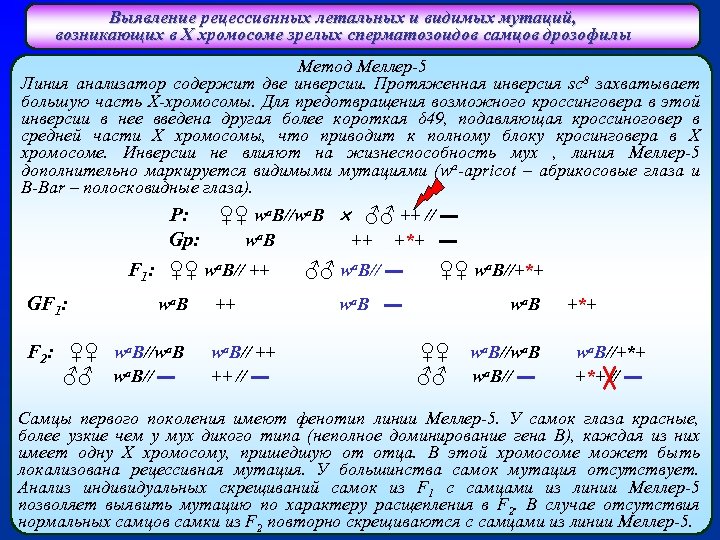 Выявление рецессивнных летальных и видимых мутаций, возникающих в Х хромосоме зрелых сперматозоидов самцов дрозофилы