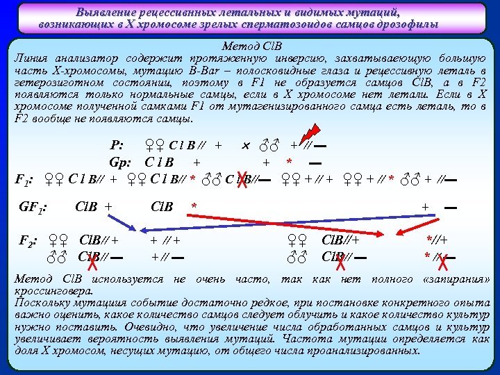 Выявление рецессивнных летальных и видимых мутаций, возникающих в Х хромосоме зрелых сперматозоидов самцов дрозофилы