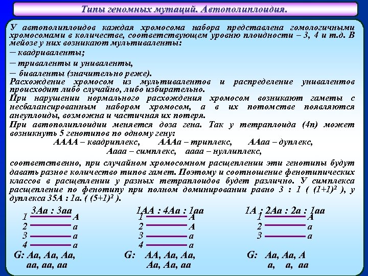 Типы геномных мутаций. Автополиплоидия. У автополиплоидов каждая хромосома набора представлена гомологичными хромосомами в количестве,