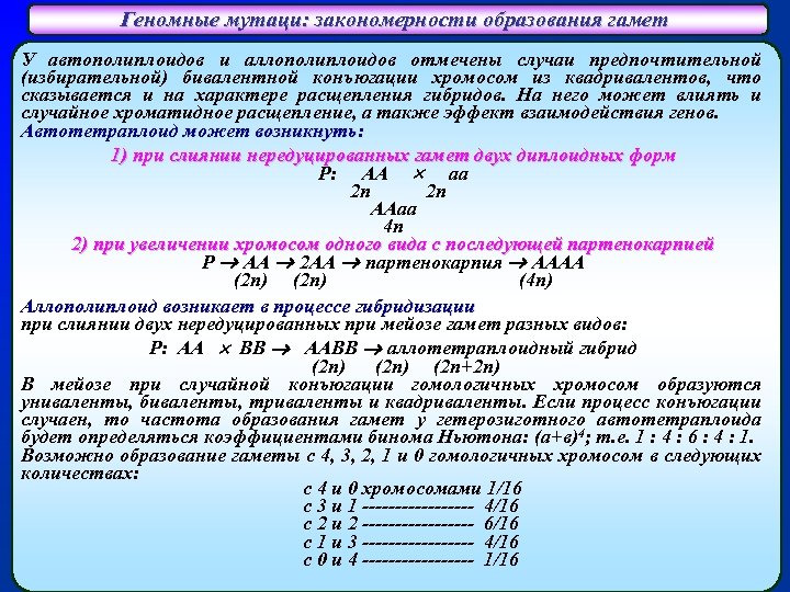 Геномные мутаци: закономерности образования гамет У автополиплоидов и аллополиплоидов отмечены случаи предпочтительной (избирательной) бивалентной