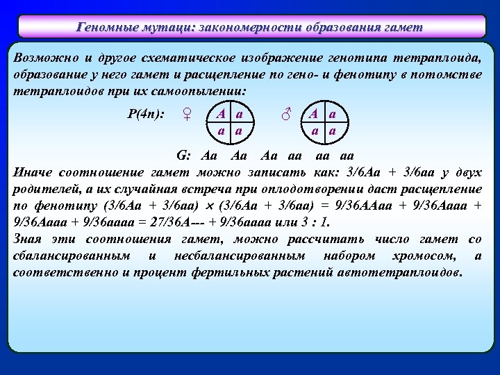 Геномные мутаци: закономерности образования гамет Возможно и другое схематическое изображение генотипа тетраплоида, образование у
