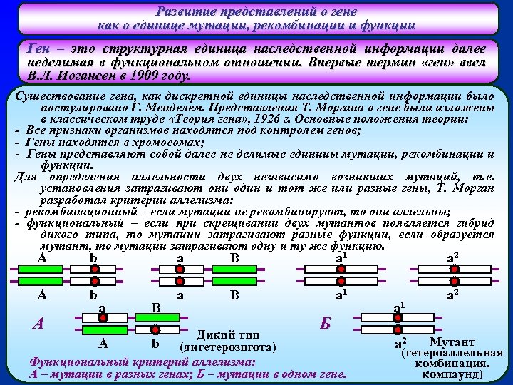Развитие представлений о гене как о единице мутации, рекомбинации и функции Ген – это