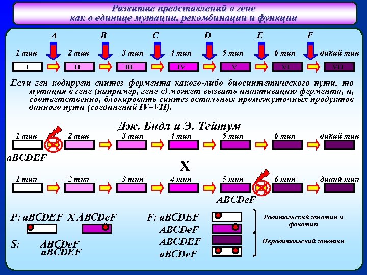 Развитие представлений о гене как о единице мутации, рекомбинации и функции A B C