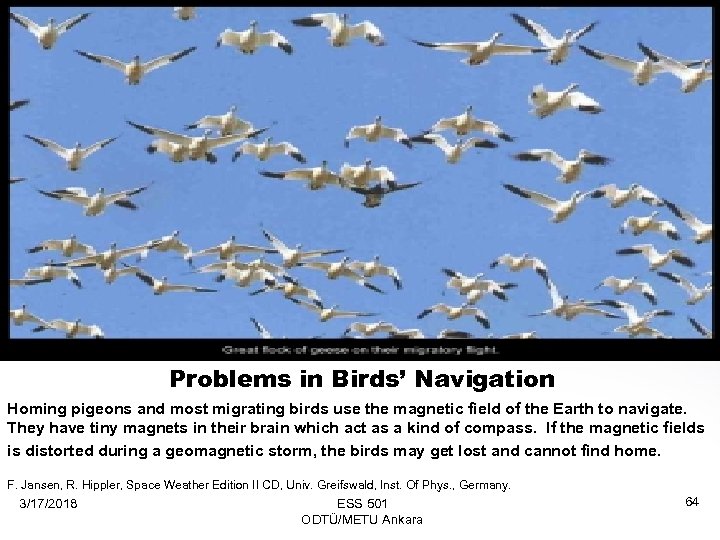 Problems in Birds’ Navigation Homing pigeons and most migrating birds use the magnetic field