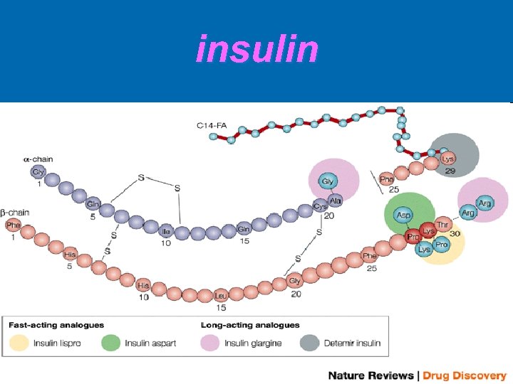 insulin 