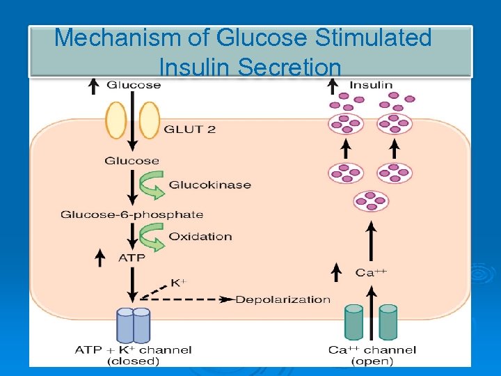 Mechanism of Glucose Stimulated Insulin Secretion 