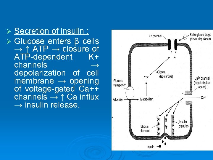 Ø Ø Secretion of insulin : Glucose enters β cells → ↑ ATP →