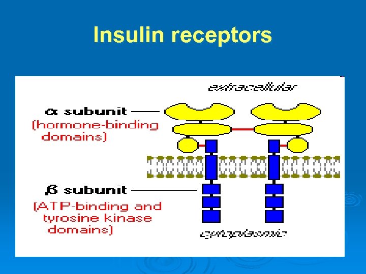 Insulin receptors 