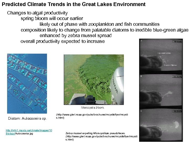 Predicted Climate Trends in the Great Lakes Environment Changes to algal productivity spring bloom