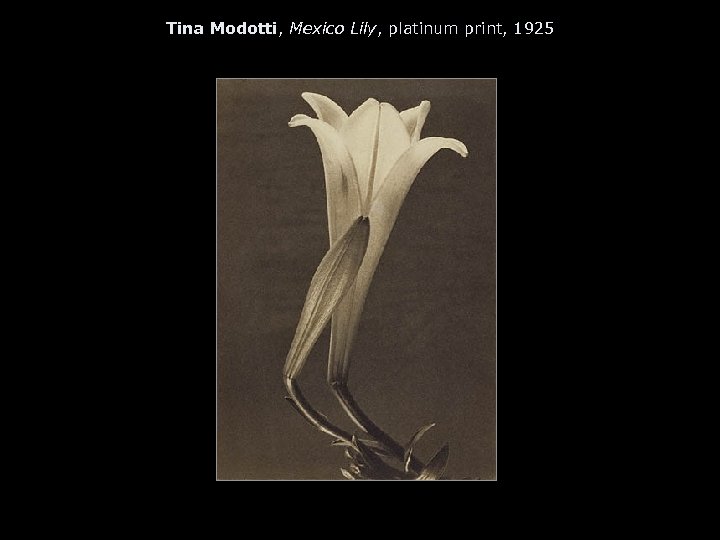 Tina Modotti, Mexico Lily, platinum print, 1925 