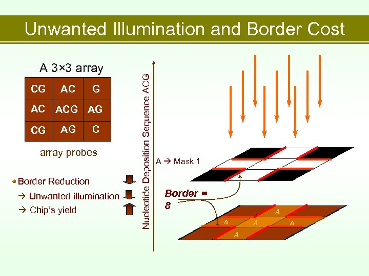 A 3× 3 array CG AC ACG AG C array probes Border Reduction Unwanted