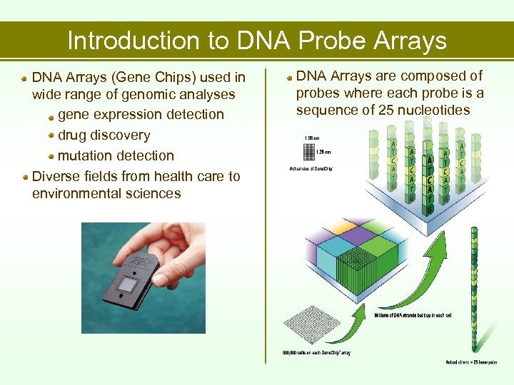 Introduction to DNA Probe Arrays DNA Arrays (Gene Chips) used in wide range of