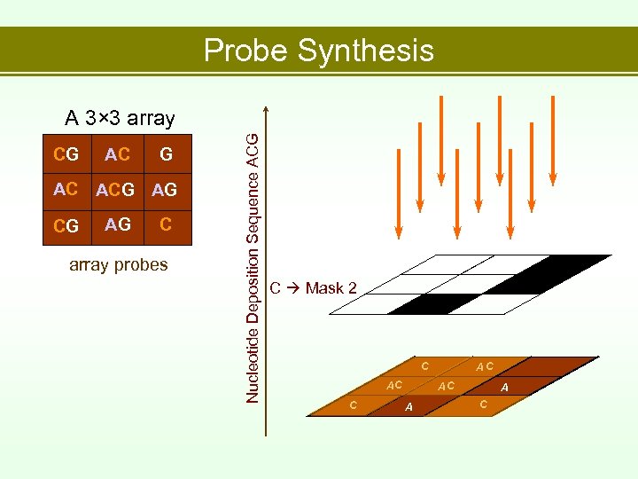 Probe Synthesis CG AC ACG AG C array probes Nucleotide Deposition Sequence ACG A