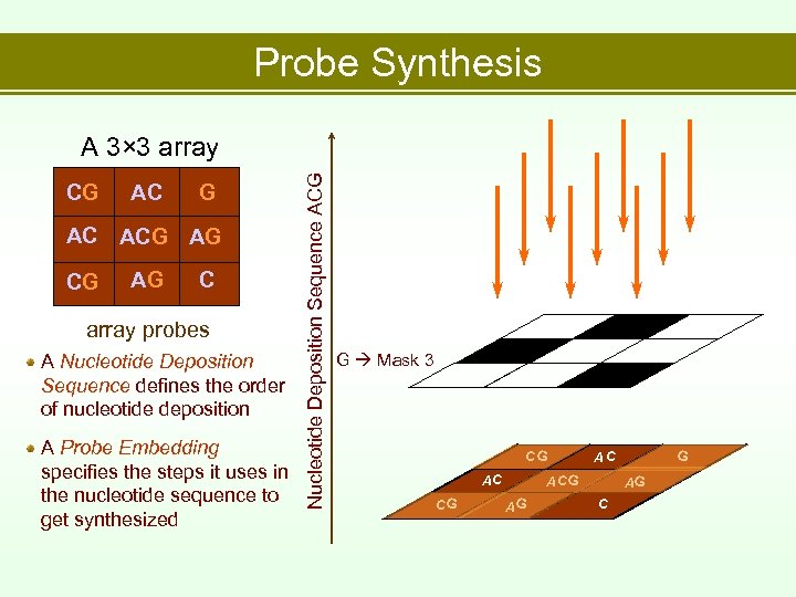 Probe Synthesis CG AC ACG AG C array probes A Nucleotide Deposition Sequence defines