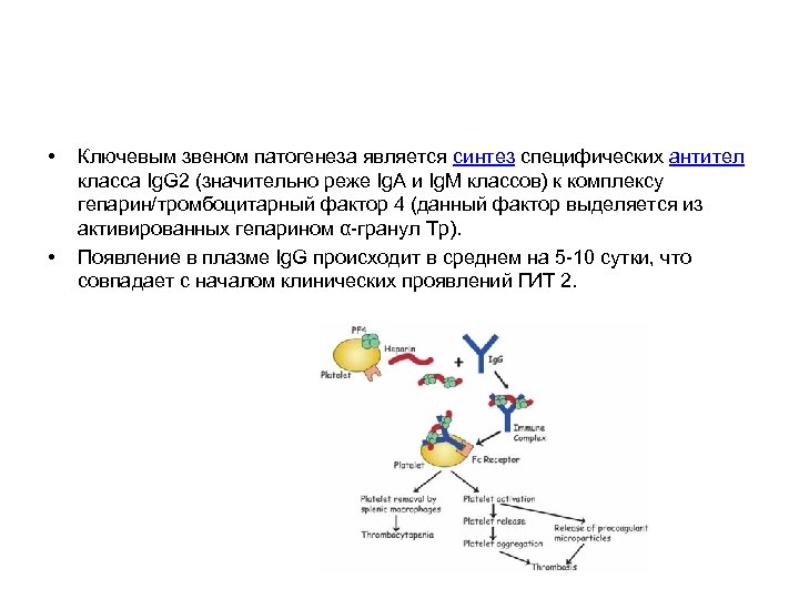  • • Ключевым звеном патогенеза является синтез специфических антител класса Ig. G 2