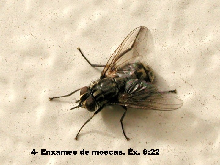 4 - Enxames de moscas. Êx. 8: 22 