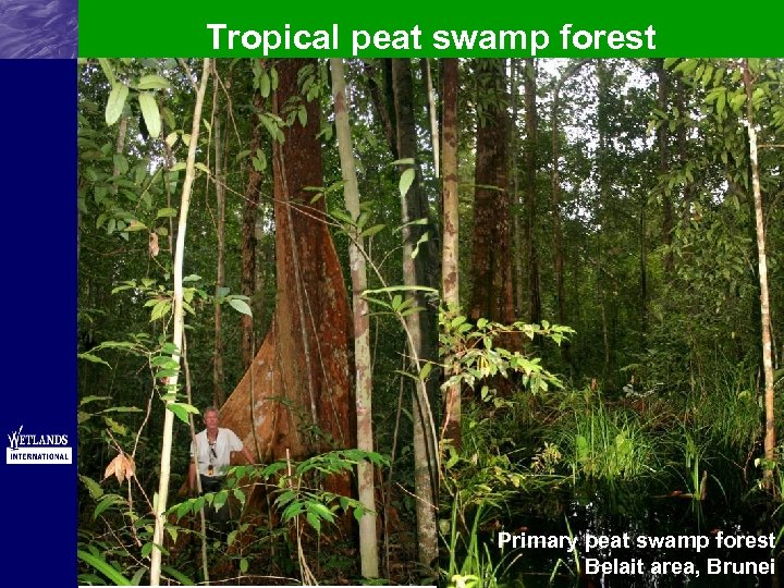 Tropical peat swamp forest Primary peat swamp forest Belait area, Brunei 