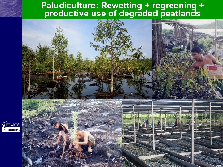 Paludiculture: Rewetting + regreening + productive use of degraded peatlands 