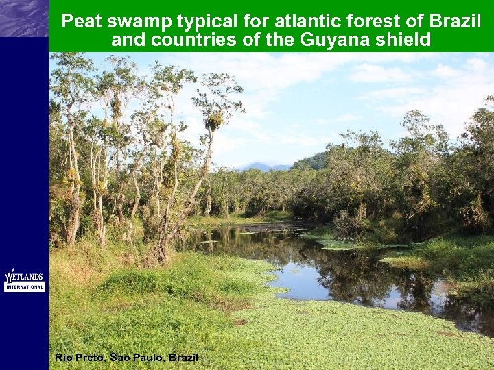 Peat swamp typical for atlantic forest of Brazil and countries of the Guyana shield