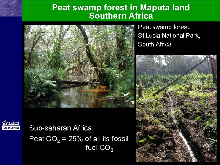 Peat swamp forest in Maputa land Southern Africa Peat swamp forest, St Lucia National