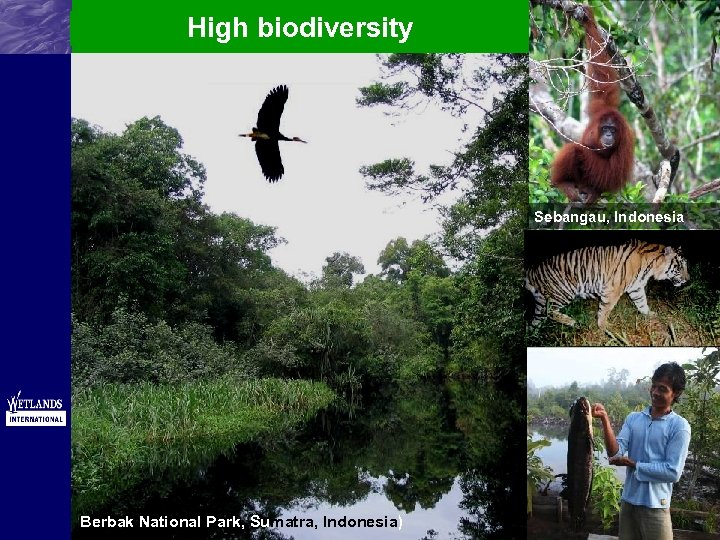 High biodiversity Sebangau, Indonesia Berbak National Park, Sumatra, Indonesia) 