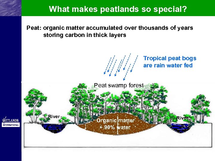 What makes peatlands so special? Peat: organic matter accumulated over thousands of years storing