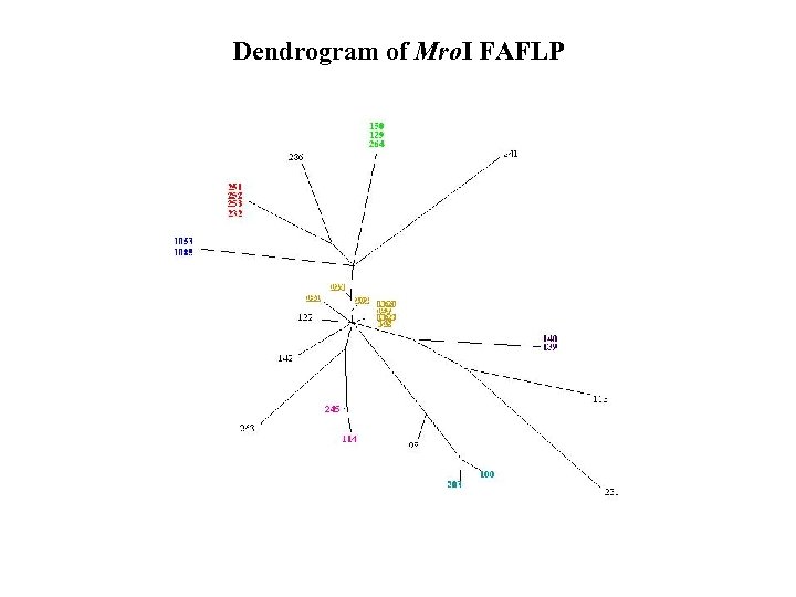 Dendrogram of Mro. I FAFLP 