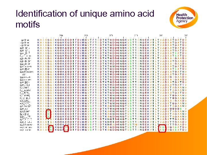 Identification of unique amino acid motifs 