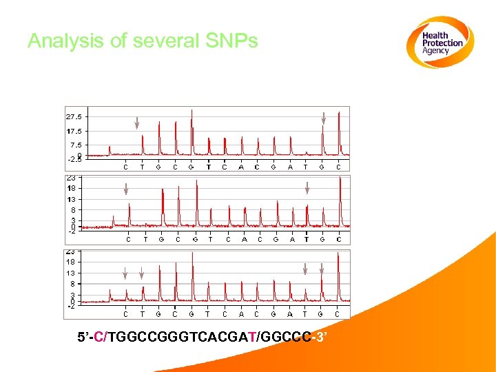 Analysis of several SNPs 5’-C/TGGCCGGGTCACGAT/GGCCC-3’ 