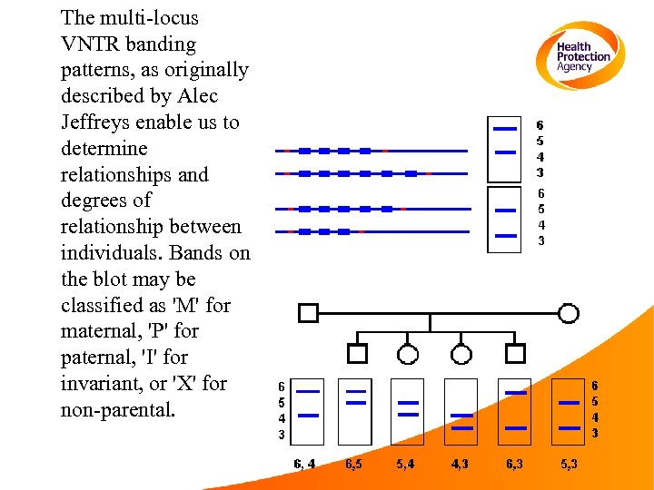 The multi-locus VNTR banding patterns, as originally described by Alec Jeffreys enable us to