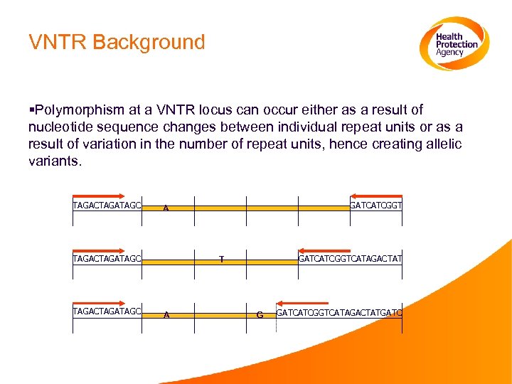 VNTR Background §Polymorphism at a VNTR locus can occur either as a result of