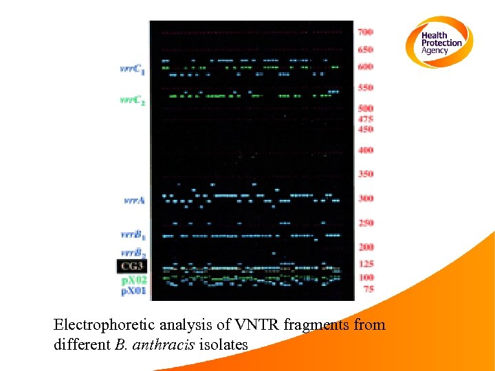 Electrophoretic analysis of VNTR fragments from different B. anthracis isolates 