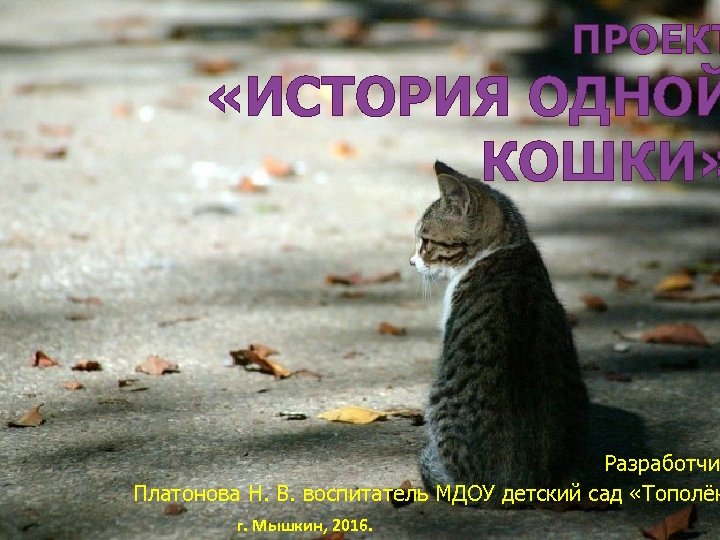 ПРОЕКТ «ИСТОРИЯ ОДНОЙ КОШКИ» Разработчи Платонова Н. В. воспитатель МДОУ детский сад «Тополёк г.