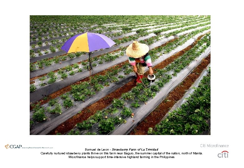 Samuel de Leon - Strawberry Farm of La Trinidad Carefully nurtured strawberry plants thrive