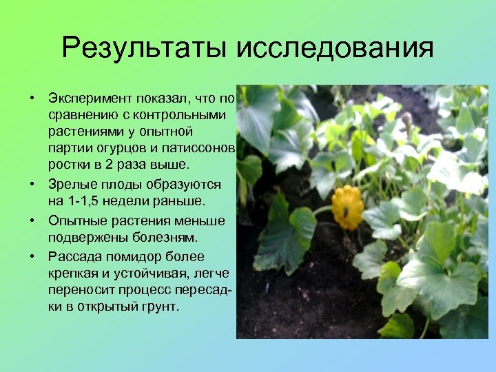Результаты исследования • Эксперимент показал, что по сравнению с контрольными растениями у опытной партии