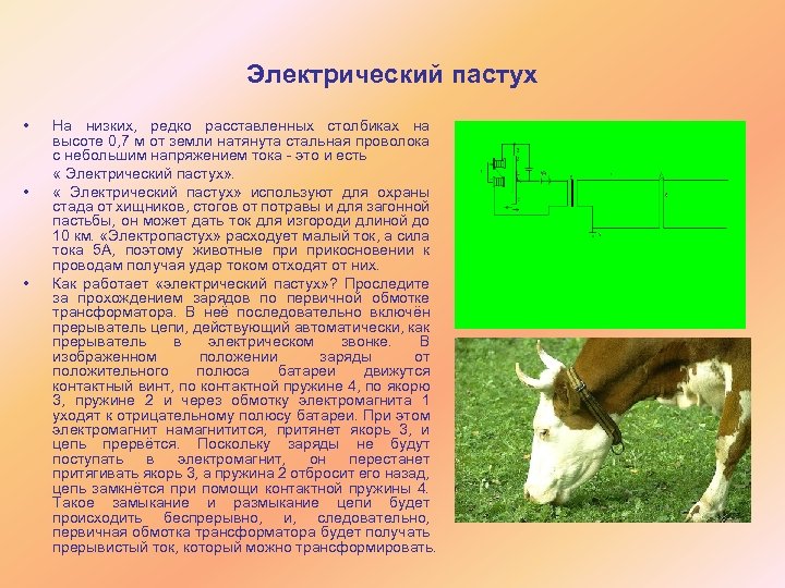 Электрический пастух • На низких, редко расставленных столбиках на высоте 0, 7 м от