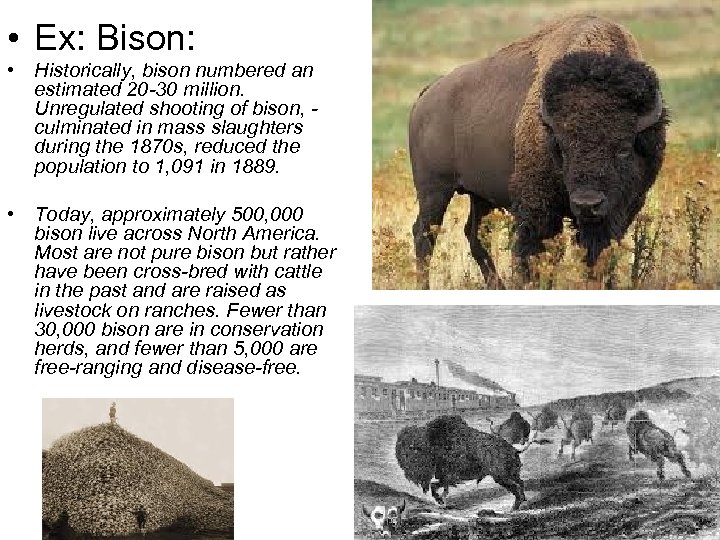  • Ex: Bison: • Historically, bison numbered an estimated 20 -30 million. Unregulated