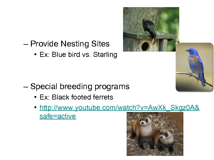 – Provide Nesting Sites • Ex: Blue bird vs. Starling – Special breeding programs