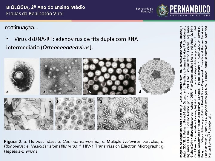 continuação. . . • Vírus ds. DNA-RT: adenovírus de fita dupla com RNA intermediário