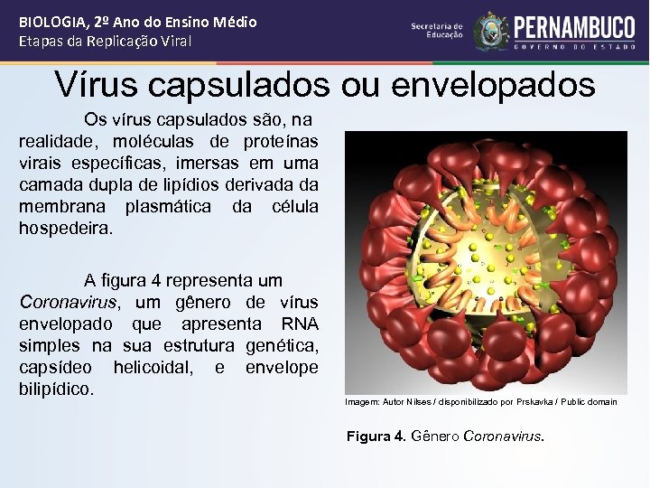 BIOLOGIA, 2º Ano do Ensino Médio Etapas da Replicação Viral Vírus capsulados ou envelopados